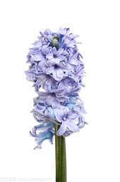 感恩母校老师的句子