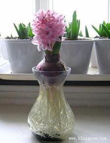 描写新年新气象的句子60句