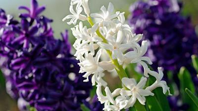 关于意难平的伤心句子