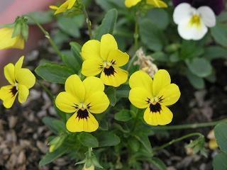 阳光正好心情好的句子