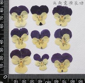 程颐的哲理句子