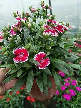 自己别想太多晚安小短句推荐34句