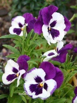 年少时光经典语句赏析(精选50句)