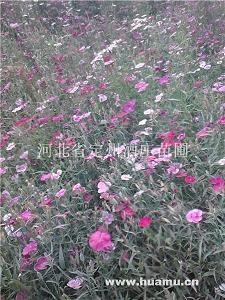一句简短情话表白句子79句