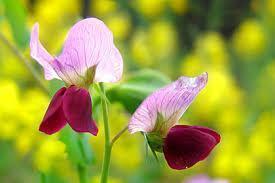 抖音很火的圣诞节唯美句子99句