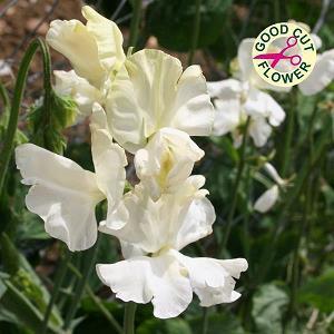 最新母亲节感人唯美句子大全 母亲节的暖心语录20句