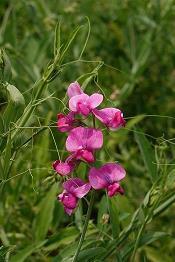 美好的一天早安的句子经典