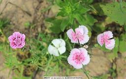 中秋节短信问候唯美的句子祝福精选96句