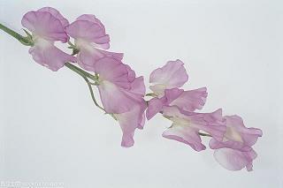 有诗意的励志句子(100句)