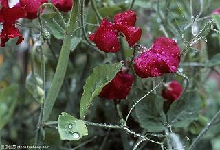 生日祝福开心高兴的句子