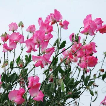 关于童年的回忆句子 回忆童年的经典句子