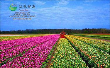 热爱祖国正能量的句子 表达爱国的文艺句子收录25句