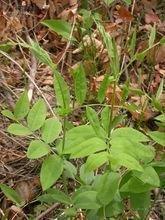 表达诗人情怀的诗句85句