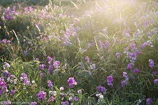 简短有诗意的句子