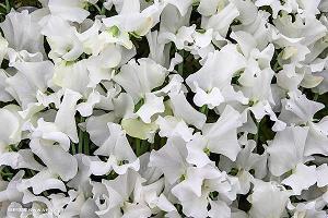 描写谷雨的优美句子简单合集92句