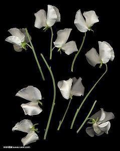 我不需要任何人的施舍的句子