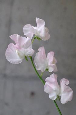 关于孝顺父母的句子74句