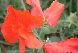 描写盛开的荷花的诗句精选30句