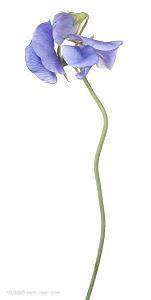 杨绛爱情语录 杨绛的金句