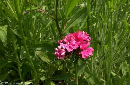 销声匿迹造句 销声匿迹的意思 销声匿迹的近义词和反义词