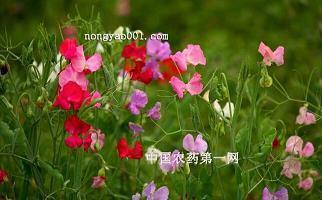 用一尘不染造句 一尘不染怎么造句指人品 一尘不染不同意思造