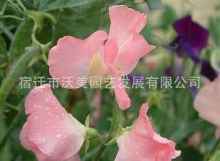 祝朋友爱情长久的句子精选(精选61句)