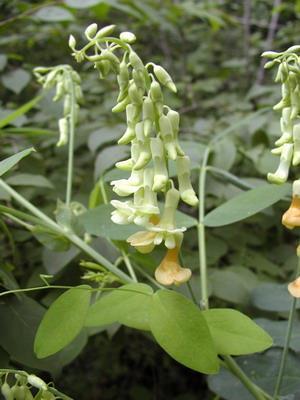 描写鲜花的句子