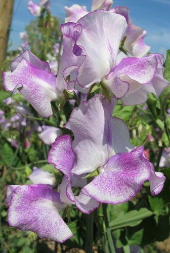 描写彩虹的优美语段句子 描写彩虹的诗句短句子大全