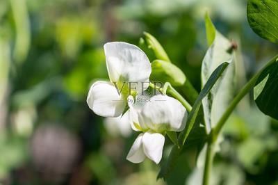 2021母亲节发微信朋友圈的祝福语文案