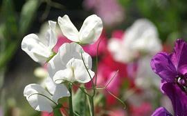 撕心裂肺绝望的句子