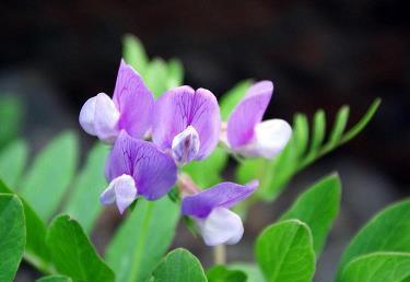 关于自己生日的感言 生日感言的经典语句