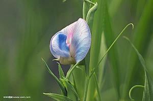 用历历在目造句子大全