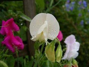 平凡的句子64句