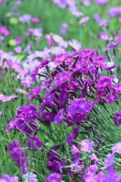 植树节朋友圈环保文案