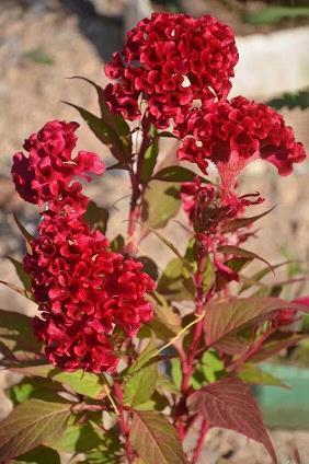 集腋成裘的意思和拼音_集腋成裘造句_集腋成裘的近义词和典故