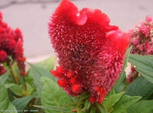 母亲节几字简短祝福语汇编30句
