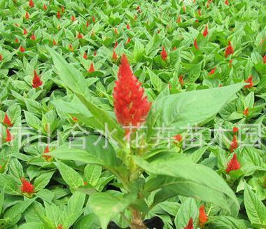 早安点赞最多的句子 2021早安励志短句推荐71句