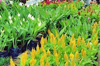 描写关于风的诗句 描写风和云的诗句(精选58句)