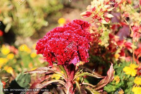 春节朋友圈的文艺问候文案 朋友圈闺蜜文案文艺范