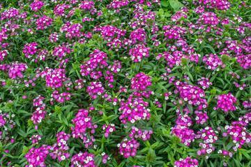 虐心唯美忧伤的句子