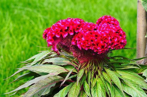 描写脸上的开心的句子