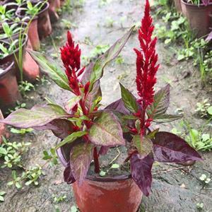 老婆出轨感到心碎的句子