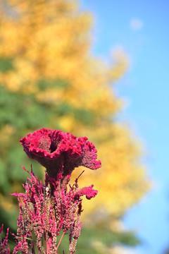 表白情话最暖心一段话 一段感动到哭的表白