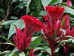 教师节寄语简短一点一年级(精选37句)