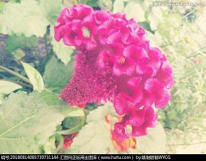 鼓励病人的励志句子推荐66句