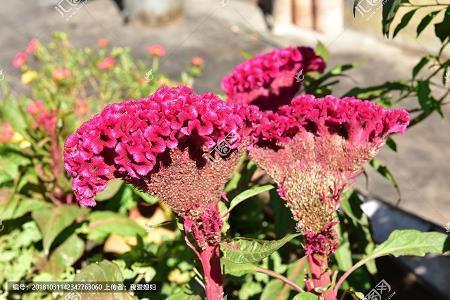 真心朋友的说说48句