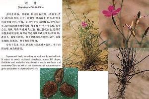 【精华】描写夏天荷花盛开的诗句 荷花开放的诗句推荐84句