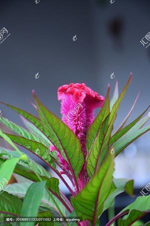 最新早安心语句子简短大全汇编62句