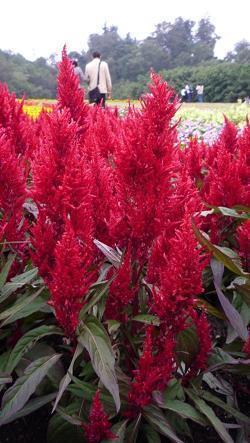 你的温柔我不会弄丢心碎句子