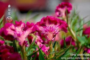 精致女人早安正能量简单一句话汇编37句